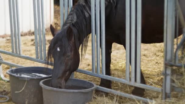 Ziemskie Zwierzę Koń Pije Wodę Wiadra Zagrodzie Zwolnij Trochę Wysokiej — Wideo stockowe