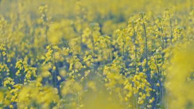 Sarı çiçek tohumu kanola tarımı tarlası. Baharda Güzel Çiçek açan Tecavüz Tohumu Mavi Gökyüzü. Ağır çekim 4k. Canola 'daki Sarı Tecavüz Çiçekleri' ne yaklaş. Dikey görünüm