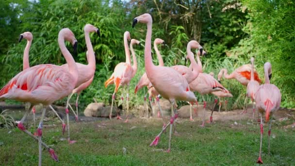 Rózsaszín Egzotikus Flamingó Vőlegény Farm Madarak Tisztítják Meg Magát Paradicsomban — Stock videók