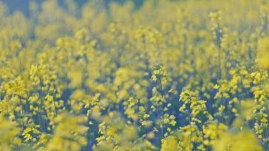 Sarı çiçek tohumu kanola tarımı tarlası. Baharda Güzel Çiçek açan Tecavüz Tohumu Mavi Gökyüzü. Ağır çekim 4k. Canola 'daki Sarı Tecavüz Çiçekleri' ne yaklaş. Dikey görünüm