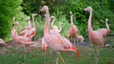 Eşsiz gagaları olan bir grup pembe flamingo yemyeşil bir çayırda zarif bir şekilde duruyor ve karasal bir yaşam alanına adaptasyonlarını sergiliyorlar. Ağır çekim. Frankfurt 'taki hayvanat bahçesi. Yüksek kalite 4k