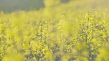 Sarı çiçek tohumu kanola tarımı tarlası. Baharda Güzel Çiçek açan Tecavüz Tohumu Mavi Gökyüzü. Ağır çekim 4k. Kanola 'da Sarı Tecavüz Çiçeklerinin Kapanışı Mavi Gökyüzü.