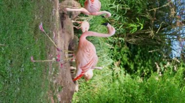 Almanya, Frankfurt Hayvanat Bahçesi. Pembe egzotik flamingo damat çiftliği. Zarif Phoenicopteridae grubu. Zarif sürü germe göleti muhteşem koloni doğa parkını hareket ettiriyor. Ağır çekim. Dikey video. 4k