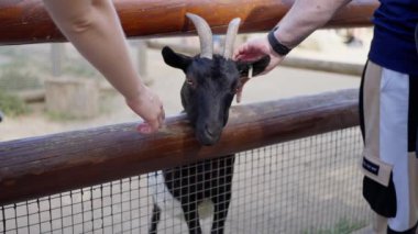 Bir erkek ve bir kadın nazik bir şekilde çitin arkasında bir keçi besliyor. Keçilerin yumuşak tüyleri fark edilir, ağır çekim.