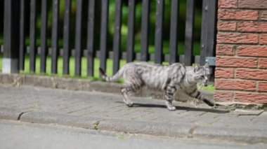 Güneşli bir günde çitin yanında dolaşan çizgili gri bir kedi. Tuğla ve ahşap çitli şehir manzarası. Yavaş çekim