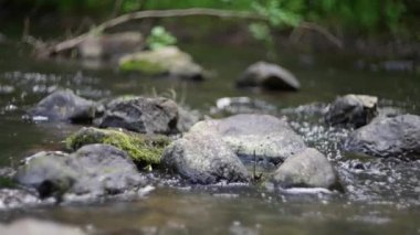 Sakin akarsu yosunlu kayaların üzerinden akar ve doğanın güzelliğiyle çevrili vahşi doğada huzur dolu bir vaha yaratır.