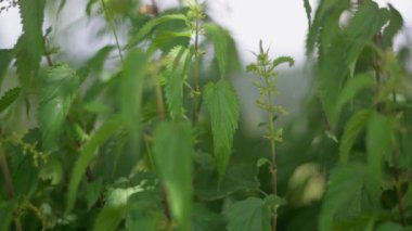Odaklanan canlı yeşil yapraklar, güneş ışığının içinden süzüldüğü sakin, doğal bir bahçe ortamı yaratıyor..