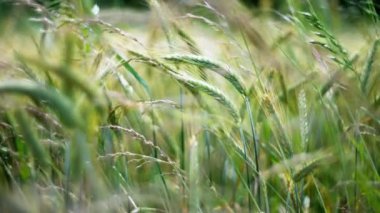 Yumuşak sallanan saplarıyla yemyeşil bir buğday tarlasının yakın görüntüsü canlı doğanın güzelliğini gözler önüne seriyor.