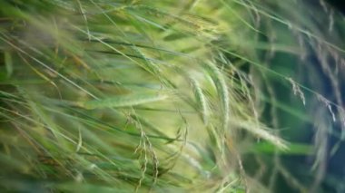 Uzun yeşil çimenlerin arasından esen rüzgarın yüksek kaliteli video çerçeveleri dingin, doğal bir arka plan oluşturur. Barışçıl bir buğday tarlası, dinlendirici bir çayır ve açık havada gençleştirici bir dikey video.