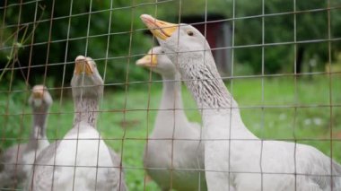 Görüntü, yemyeşil bir çitin arkasında duran pek çok kazın tasvirini içeriyor. Ortam sakin ve doğal.