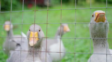 Tarım çitlerinden bakan meraklı kazlar, bulanık yeşil arka planda, kuş yüzlerini vurguluyorlar. Yavaş çekim 4k