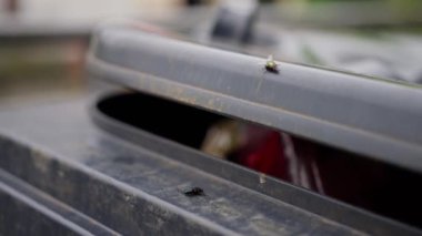 Görünür çöp ve sineklerin olduğu açık bir çöp tenekesine yakın çekim yetersiz temizlik ve atık yönetimine işaret ediyor