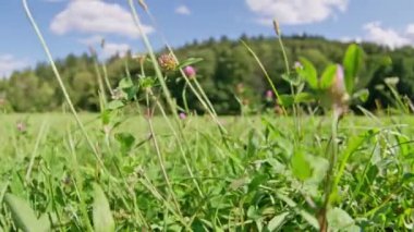 Canlı çimenler ve renkli kır çiçekleri, açık mavi gökyüzü altında, doğa temaları için mükemmel bir şekilde çiçek açar ve güzelleşir. yavaş çekim