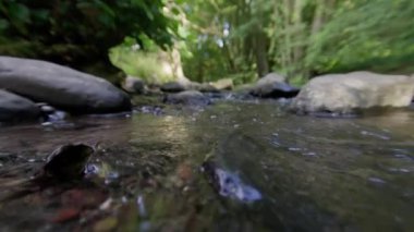 Huzurlu ve huzurlu bir akarsu canlı yemyeşil sularda akarak huzurlu bir doğal kaçış sağlar.
