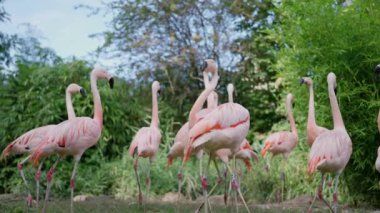 Mavi gökyüzünün altındaki yemyeşil doğal ortamlarında bir arada duran pembe flamingo sürüsü..