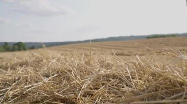 Parlak samanı kapat. Kırsal bir çiftlikte saman. Sahada saman kurut. Güneşin doğuşunda kuru çimenler. Saman yığını manzarası, yaz kırsal arazisi. Ağır çekim. Yüksek kalite 4k