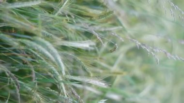 Çimlerin sabah çiğ damlalarına odaklanan makro fotoğrafçılığı doğal güzellik ve sükunet sergiliyor..