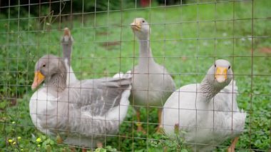Bir grup kaz, yemyeşil bir arazide ahşap bir çitin etrafında toplanmış doğal yaşam alanlarını sergiliyorlar.