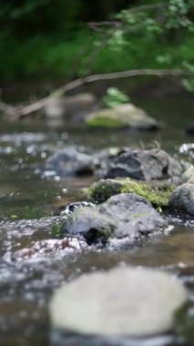 Dağ ırmağı, orman çevresindeki yosunlarla kaplı kayalık bir yüzeye dolanmış çarpık ağaç köklerinin detaylı bir görüntüsüdür. Ağır çekim. Yosun tutmuş bir kayanın üzerindeki ağaç köklerinin detaylı güzelliğini keşfedin. 4k
