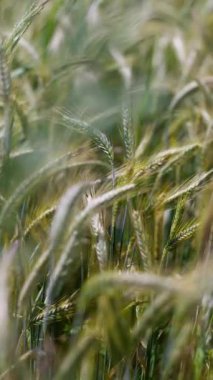 Bir buğday tarlasının canlı ve detaylı bir görüntüsü, doğanın ve tarımın gerçek güzelliğini güzelce gözler önüne seriyor.