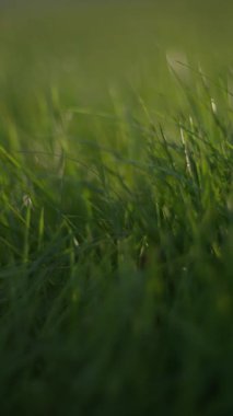 Canlı yeşil çimenlerin büyüleyici yakın çekimi usulca sallanıyor, sükuneti ve güzelliği çağrıştırıyor..