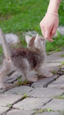 Küçük sevimli bir kedi yavrusu güzel yeşil bir açık hava ortamında bir elle şakalaşarak etkileşime girer.