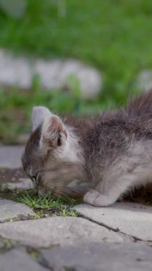 Neşeli küçük bir kedi yavrusu sıcak, güneşli bir günde yeşil çimenleri keşfedip kokluyor.