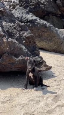 Neşeli ve enerjik bir köpek yavrusu yumuşak kumlu sahilde dinleniyor, güneşli günün tadını çıkarıyor.