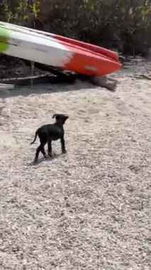 Meraklı küçük siyah bir köpek yavrusu kumlu sahil boyunca mutlu mesut dolaşır, neşeyle güzel çevresini keşfeder.