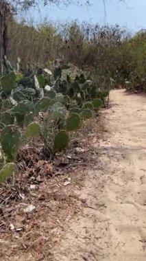 Uçsuz bucaksız mavi gökyüzünün altında sakin ve güzel bir patika keşfedin. Açık hava maceraları için idealdir.