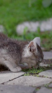 Neşeli küçük bir kedi yavrusu sıcak, güneşli bir günde yeşil çimenleri keşfedip kokluyor. Ağır çekim. Yüksek kalite 4k görüntü
