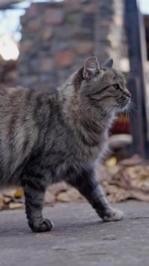 Neşeli ve meraklı bir kedi, canlı kişiliğini sergileyerek sonbahar yaprakları arasında zarifçe gezinir. Yavaş çekim