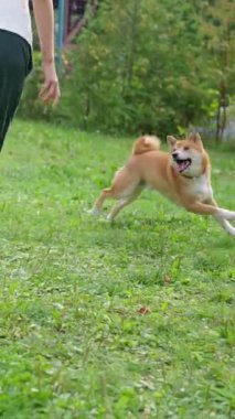 Neşeli bir Shiba Inu, yemyeşil bir parkta sahibine doğru koşuyor, mutluluğu ve bağlantıyı gösteriyor..