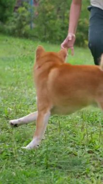 Neşeli bir Shiba Inu, yemyeşil bir parkta sahibine doğru koşuyor. Mutluluk ve bağlantı gösteriyor. Ağır çekim. Yüksek kalite 4k görüntü