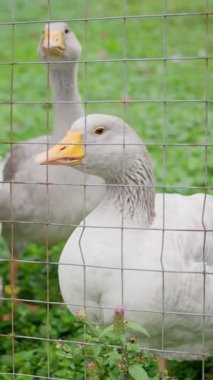 Berrak, canlı yeşil bir ortamda, meraklı bir kazın çitin arkasından baktığı görülebilir. Ağır çekim. Yüksek kalite 4k görüntü