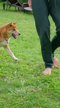 Neşeli bir Shiba Inu, yemyeşil bir parkta sahibine doğru koşuyor. Mutluluk ve bağlantı gösteriyor. Ağır çekim. Yüksek kalite 4k görüntü