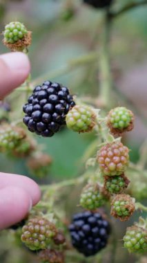 Böğürtlen Rubus Eubatus. Elle böğürtlen topluyorum. Vahşi olgun ve olgunlaşmamış böğürtlenler çalılıklarda yetişir. Erkek eller böğürtlen tutar. Seçici odaklanma. Ağır çekim. Yüksek kalite 4k görüntü