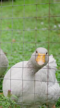 Güzel kazlar canlı ve çarpıcı renklerini, doğal bir ortamda sergiliyorlar. Ağır çekim. Yüksek kalite 4k görüntü