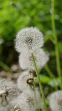 Karahindiba tohumlarının yakın plan görüntüsü hazır ve doğanın sakin esintisinde hafifçe dağılmaya hazır.