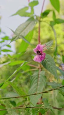 Güzel pembe çiçekler canlı, yemyeşil yapraklarla çevrili. Bu da onu hevesli doğa meraklıları için ideal kılıyor.