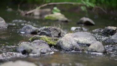 Sakin akarsu yosunlu kayaların üzerinden akar ve doğanın güzelliğiyle çevrili vahşi doğada huzur dolu bir vaha yaratır.