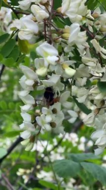 Bir yaban arısı özenle yemyeşil bir çalılıkta açan narin beyaz çiçeklerden altın polen toplar. Yüksek kalite 4k görüntü