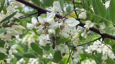Arıların büyüleyici anlarına tanık olun özenle tozlaşan güzel beyaz çiçekler yemyeşil