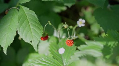 Canlı yabani çilekler, yemyeşil yapraklar ve narin çiçeklerle çevrili.