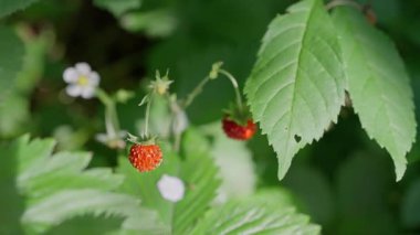 Canlı yabani çilekler, yemyeşil yapraklar ve çiçek açan çiçeklerle güzelce çevrili. Yüksek kalite 4k görüntü
