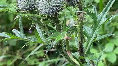Dikenli çiçek tomurcuklarını yeşil bir arka planda sergileyen bir devedikeni yakından görmek. Yüksek kalite 4k görüntü