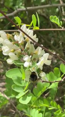 Bir yaban arısı özenle yemyeşil bir çalılıkta açan narin beyaz çiçeklerden altın polen toplar. Yüksek kalite 4k görüntü