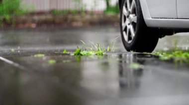 Görüntü, park halindeki bir arabanın altındaki ıslak kaldırımdan canlı bir şekilde filizlenen çimenleri gösteriyor. Ağır çekim. Yüksek kalite 4k görüntü