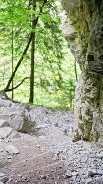 Avusturya. Hermagor. Garnitzenklamm. Ağaçlar tarafından sanatsal çerçevelenmiş bu mağara girişini ziyaret ederek doğanın huzurlu ve huzurlu güzelliğini derinlemesine araştırın. 4k video