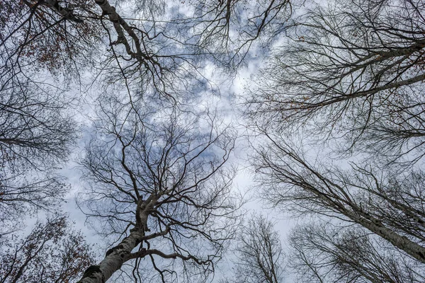 stock image Silhouette of tree branches in winter on blue sky with clouds